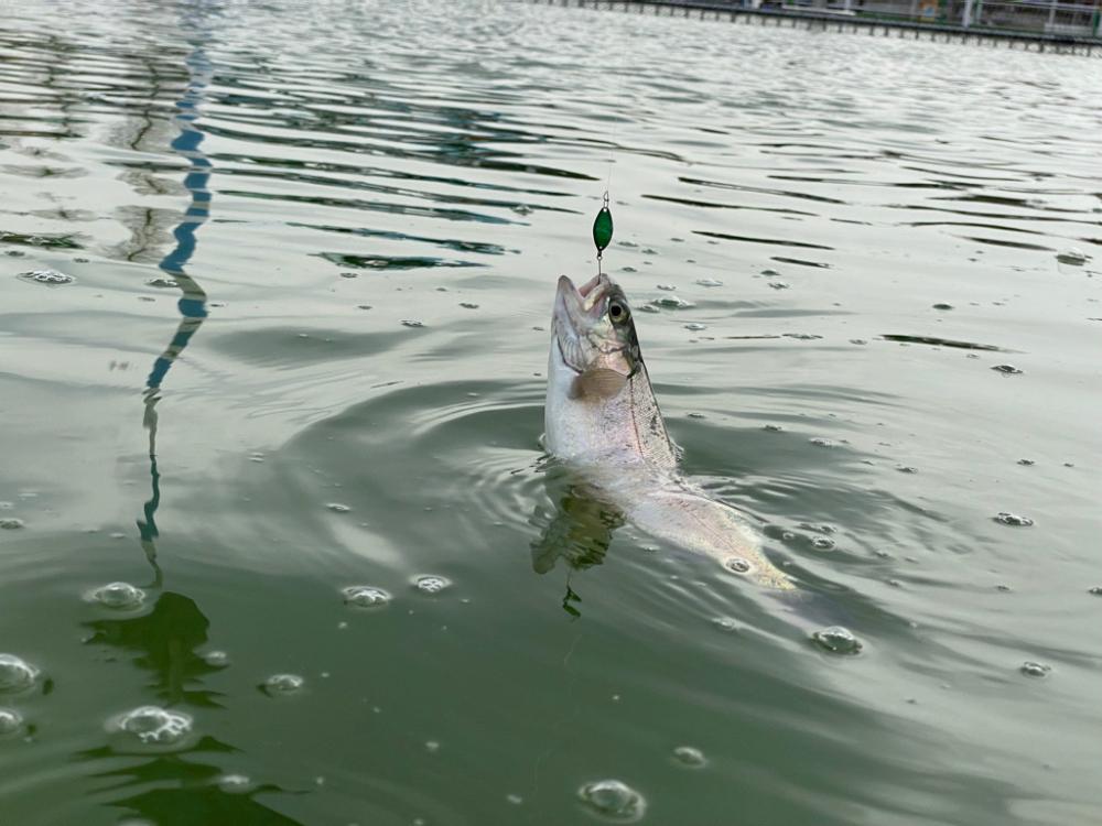 亀プー　かめプー　かめぷー