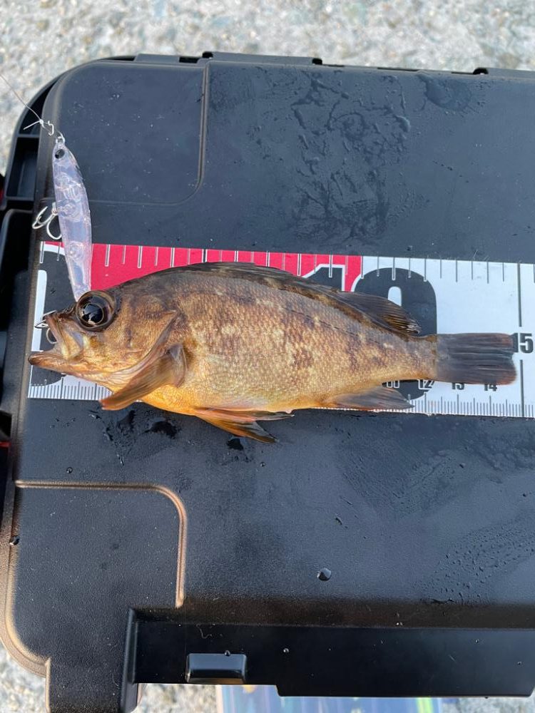 めっちゃ引いたわか