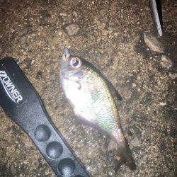 烏賊釣りの餌確保に