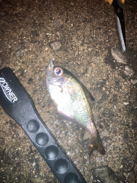 烏賊釣りの餌確保に