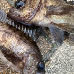 メバルのお出まし