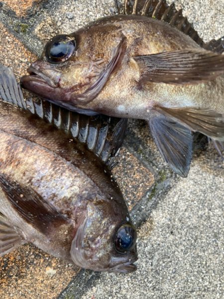 メバルのお出まし