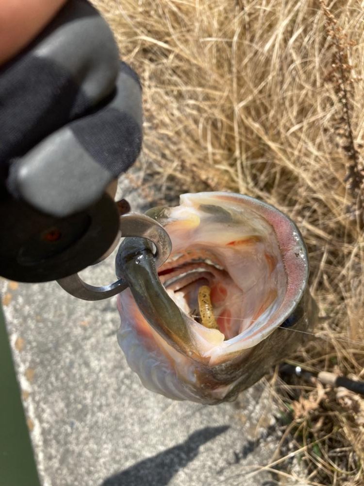 春こそライトリグ