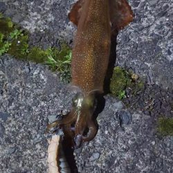 ヤリイカ　テーラー＆エギング