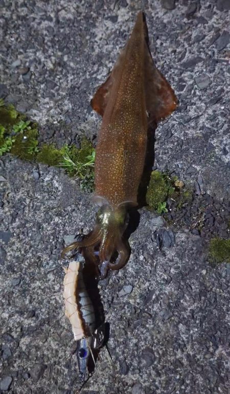 ヤリイカ　テーラー＆エギング