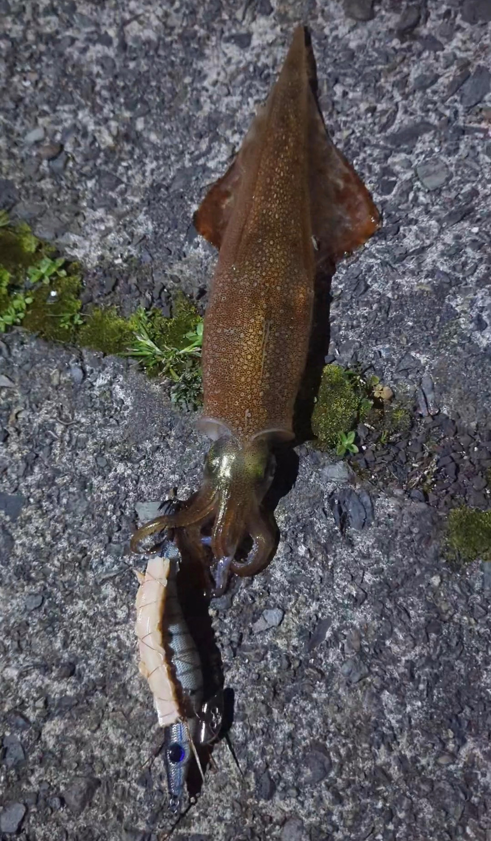 ヤリイカ　テーラー＆エギング