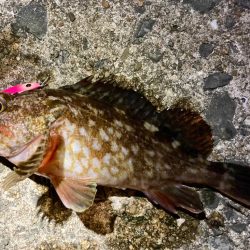 ヒラリンでメバリングゲームにゃ！