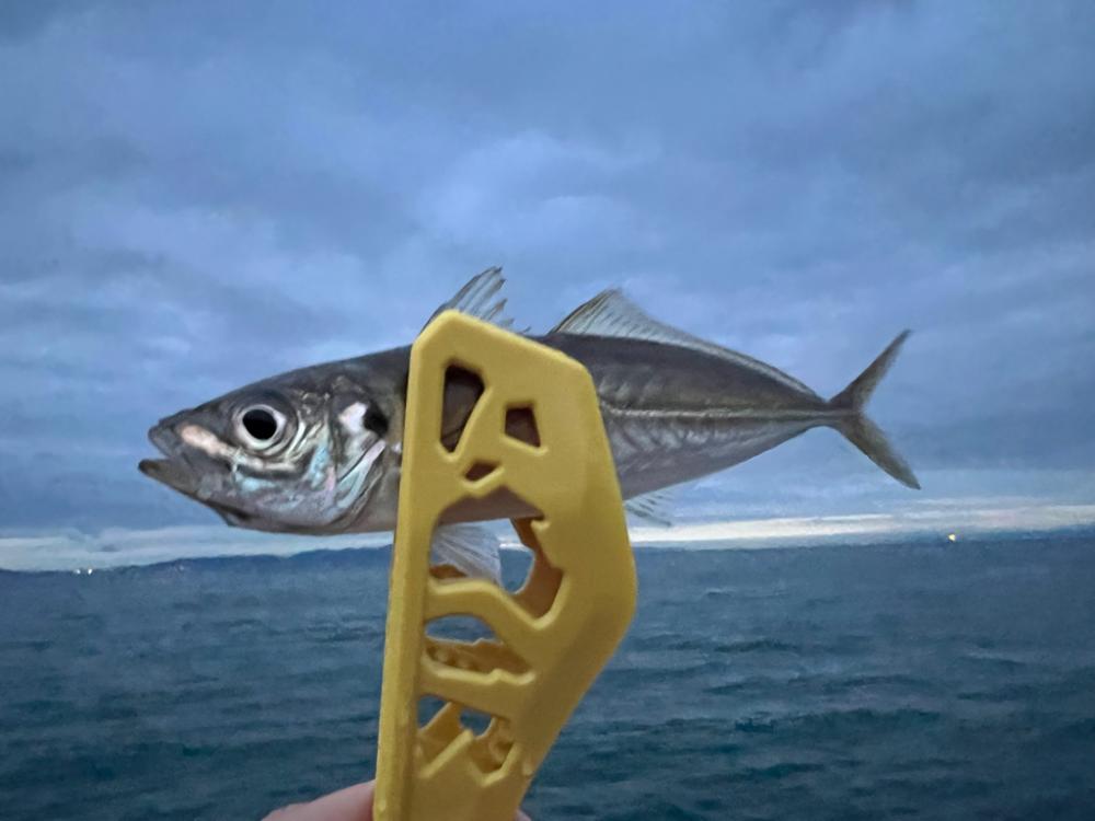 鯵を探して三千里 Vol.35