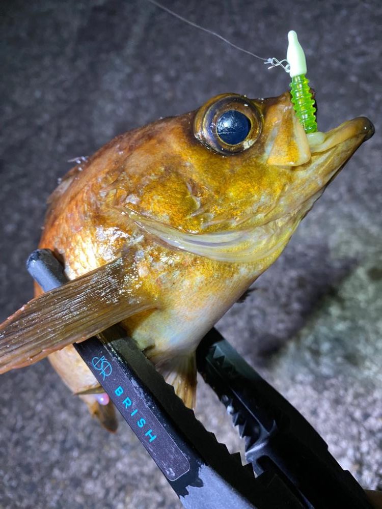 良型メバル連発！！