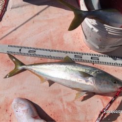 2/28 伊島沖ジギング