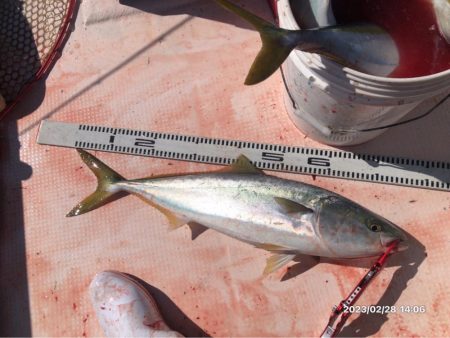 2/28 伊島沖ジギング