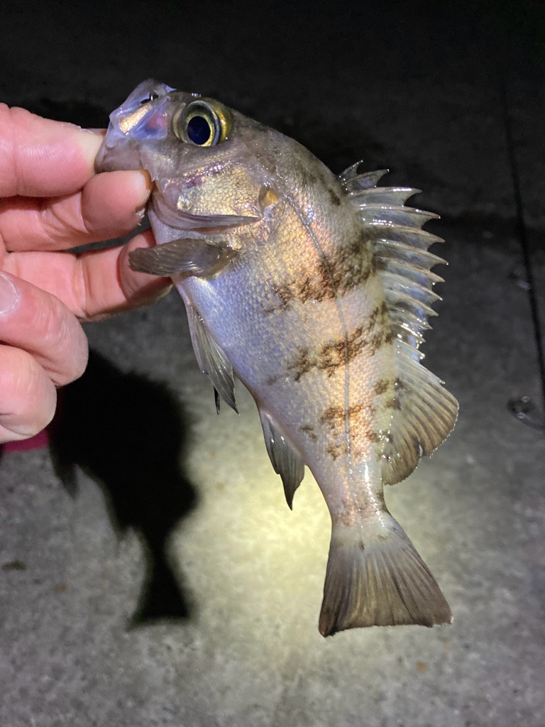 メバリング、やや渋め