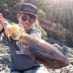 アオリイカ1.3キロオーバー