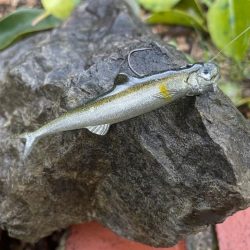 ダム釣行でブラックバスget🐟