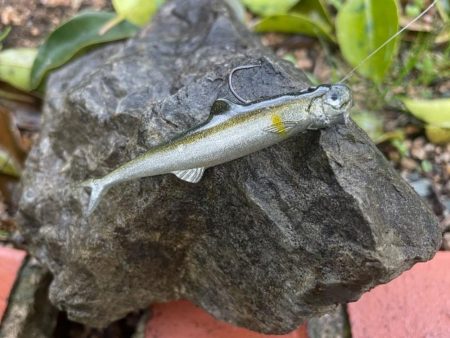 ダム釣行でブラックバスget🐟