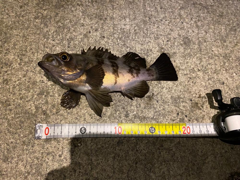 淡路島メバリング2