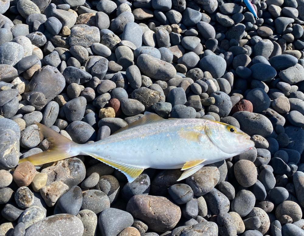 おばけサヨリ〜