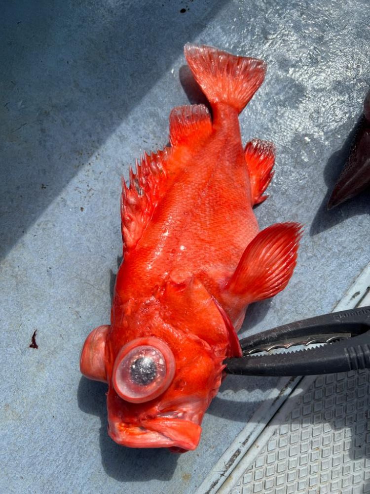 城ヶ島沖、深海五目