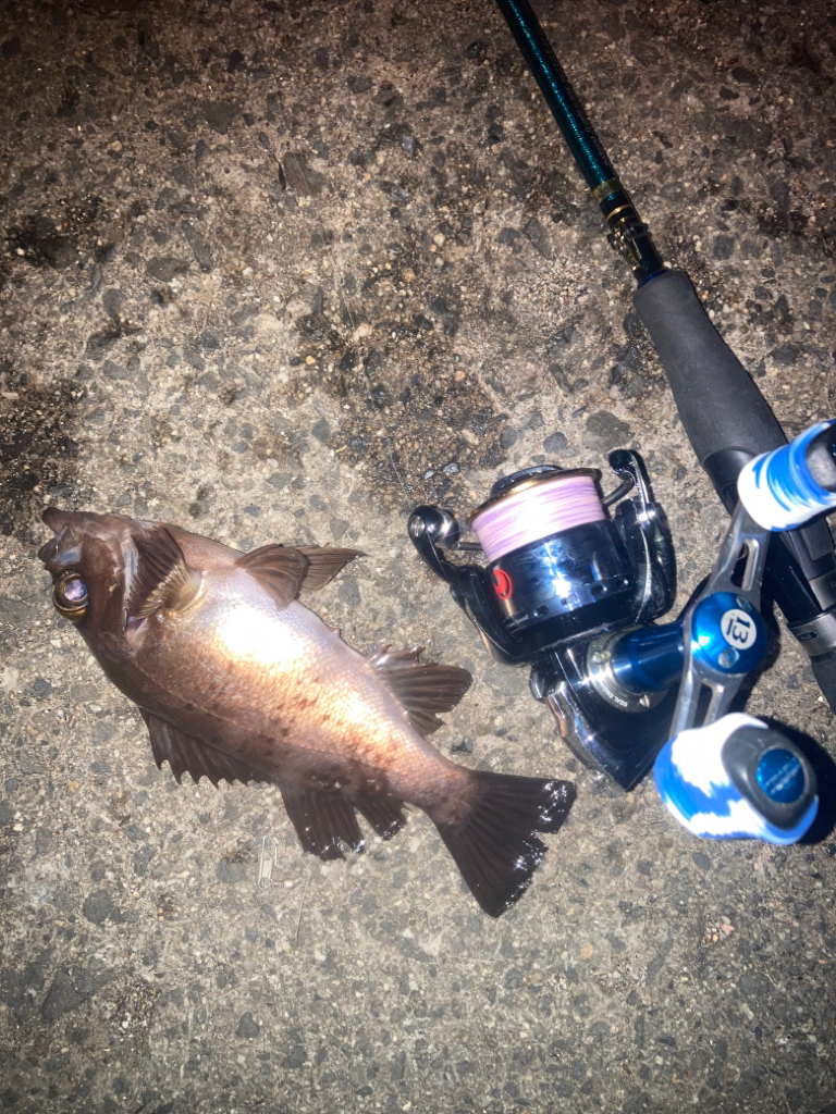 プラグでメバル