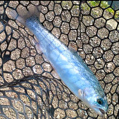 春のエリアトラウト庄原