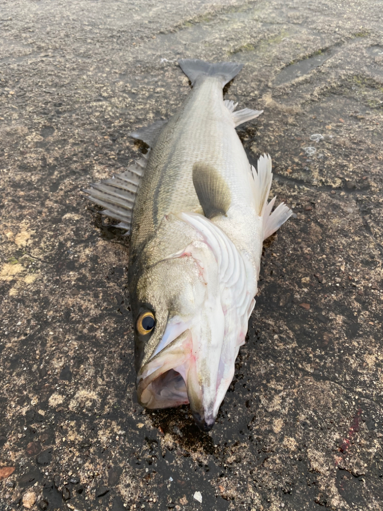 シーバス&サゴシ