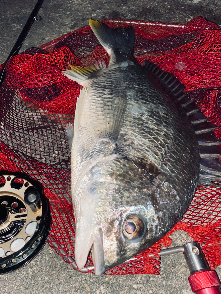 ヘチってきました