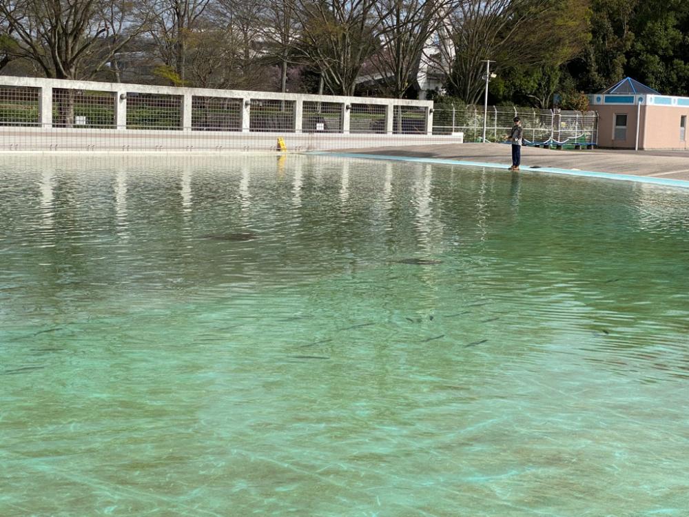 桜満開　かめプー　管釣り