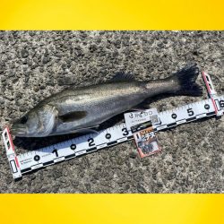 ウキがゆっくり沈み込む