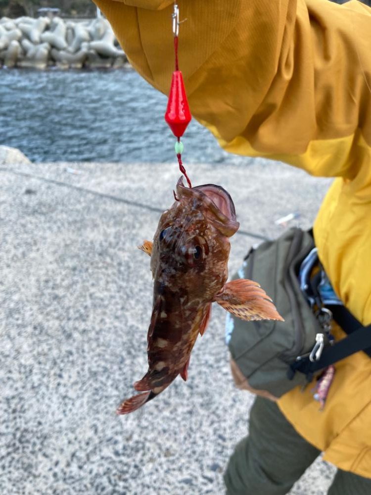 今季初シーズン終わりのヤリイカ釣り!