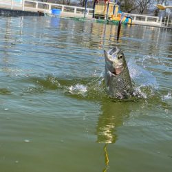 3.1gのティアロで1投1匹　