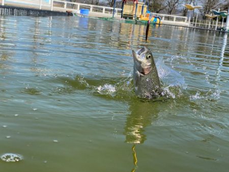 3.1gのティアロで1投1匹　