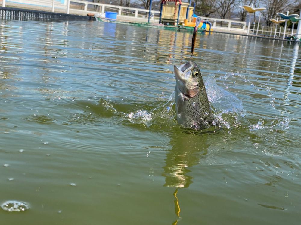 3.1gのティアロで1投1匹　