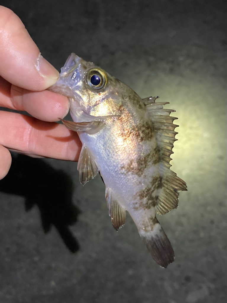 渋い大潮の干潮