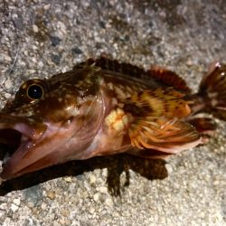 夜釣りに行ける気温になりましたにゃぁ。