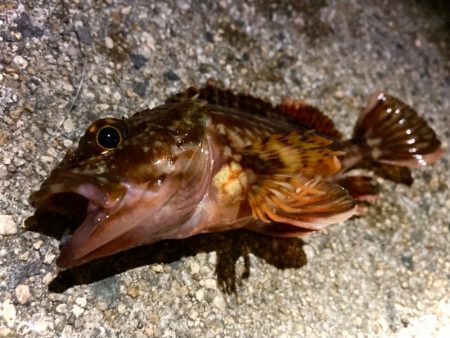 夜釣りに行ける気温になりましたにゃぁ。