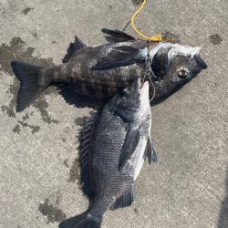 赤潮の中でフカセ釣り！