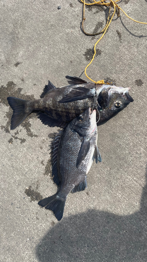 赤潮の中でフカセ釣り!