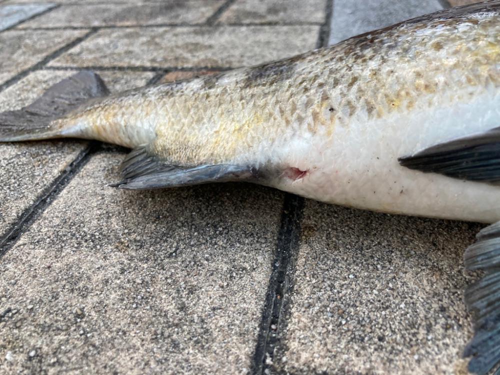 春の陽気でエビ撒き