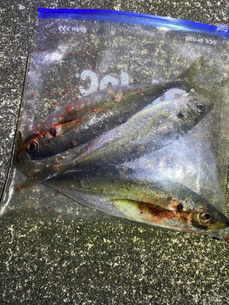 短時間アジング