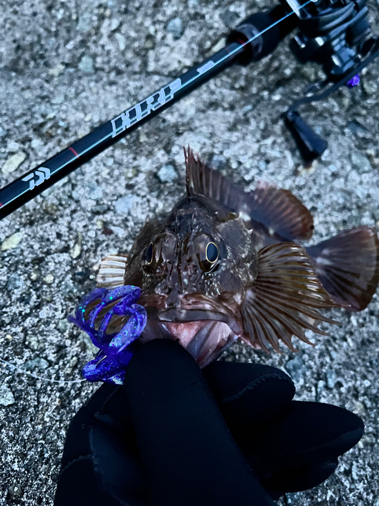 ロックフィッシュ