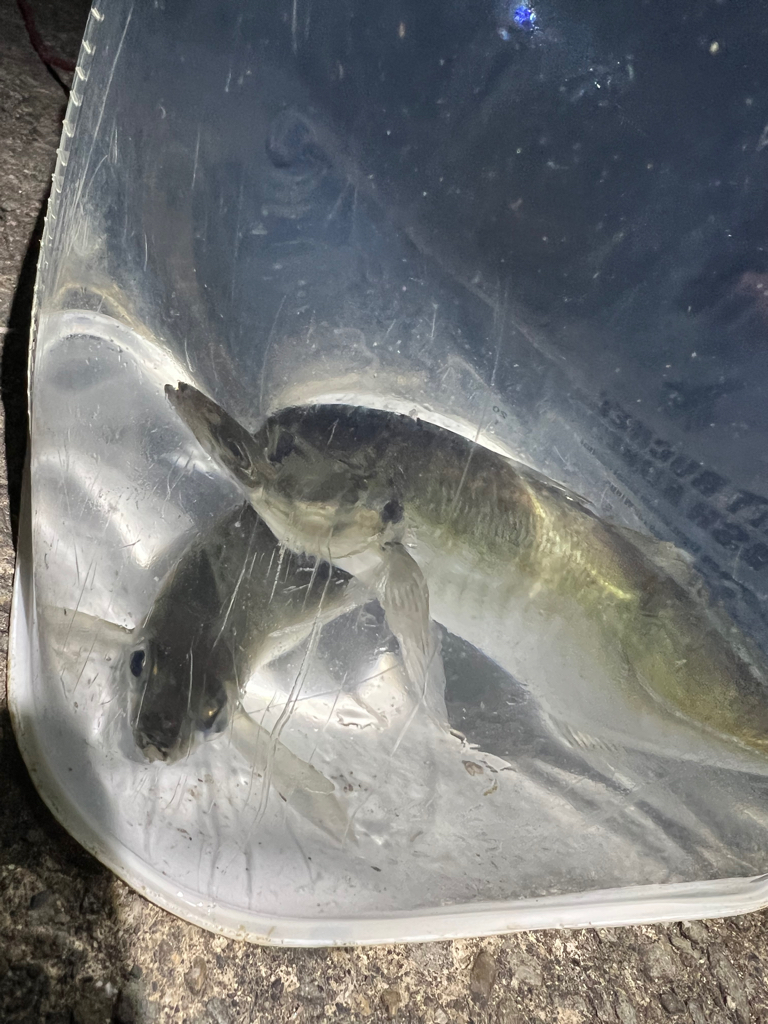 鯵を探して三千里 Vol.37