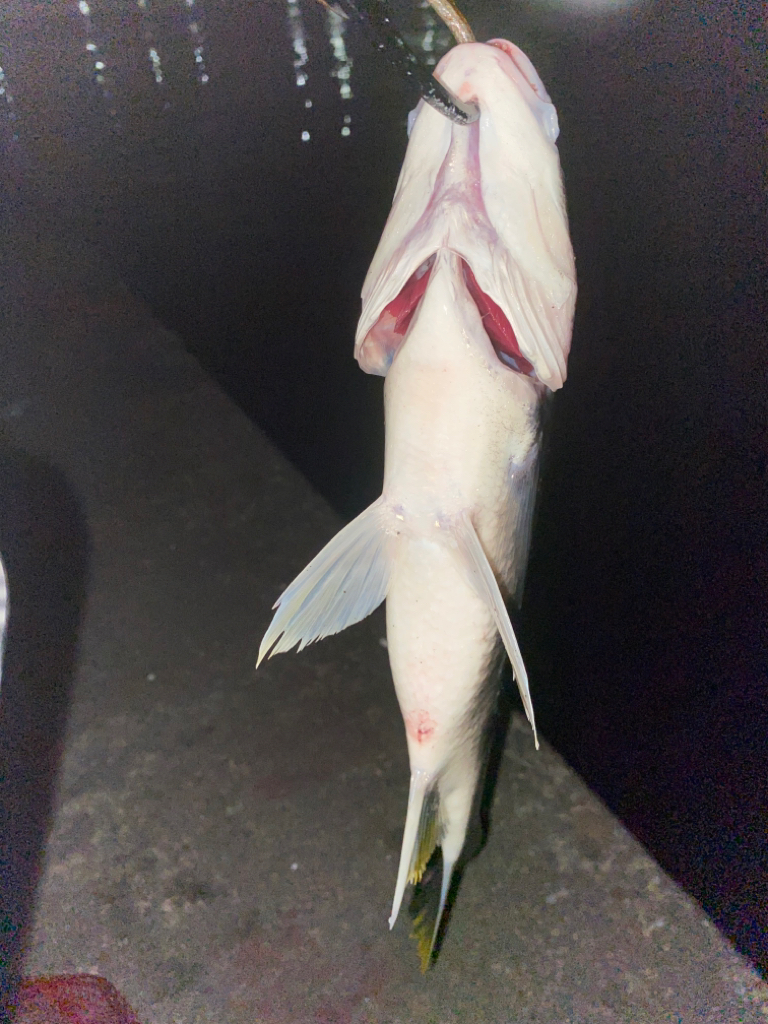 ヘチってきました