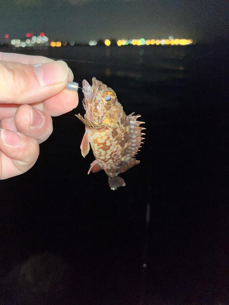 メバルが釣れない