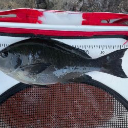 東伊豆　地磯　メジナ釣り