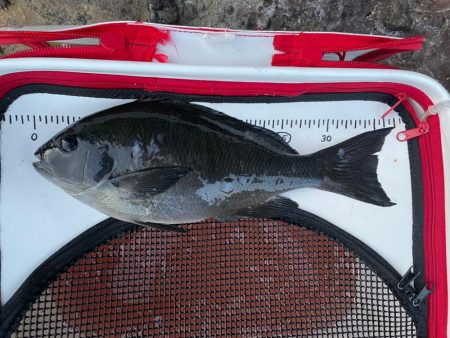 東伊豆　地磯　メジナ釣り