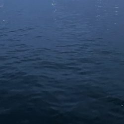 ジグ単de〜アジング！一瞬！