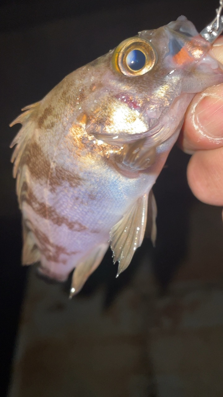 おチヌ様発見！