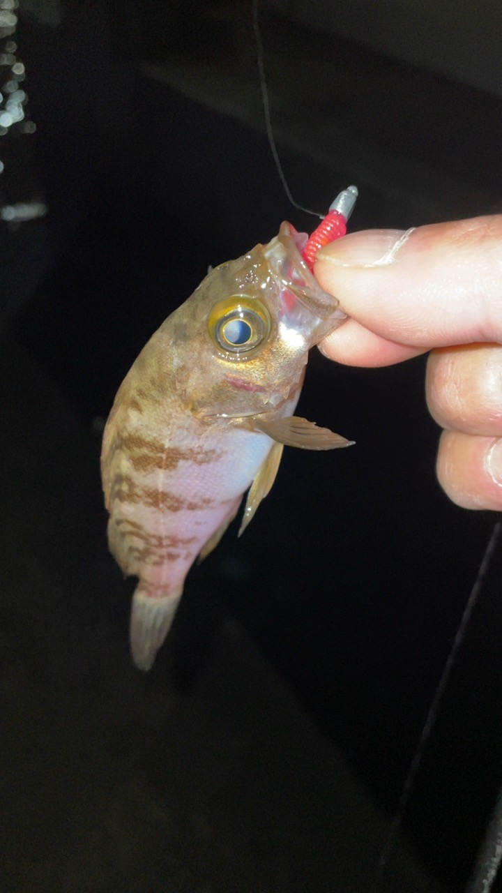 仕事帰りにメバリング♪