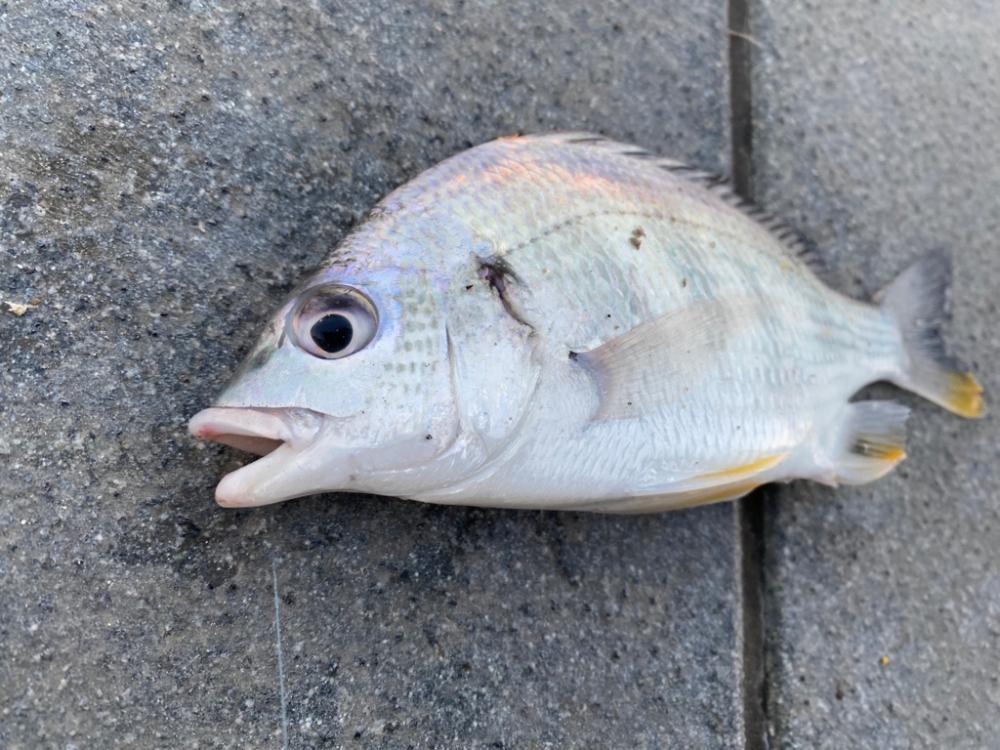 今シーズン初ショアジギ