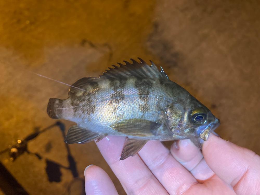 チビメバル祭り